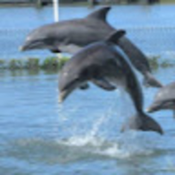 Meet your Posher, Stacey - Picture 1 of 1